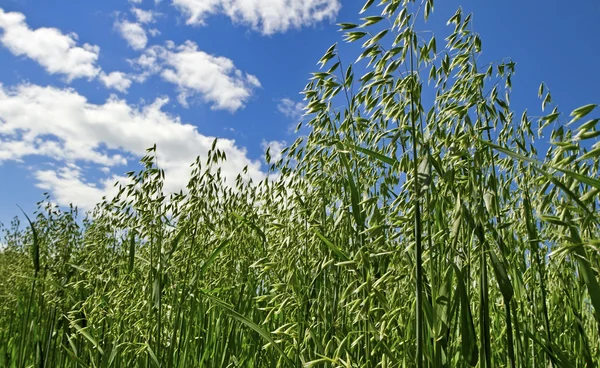 Campo de la avena . —  Fotos de Stock