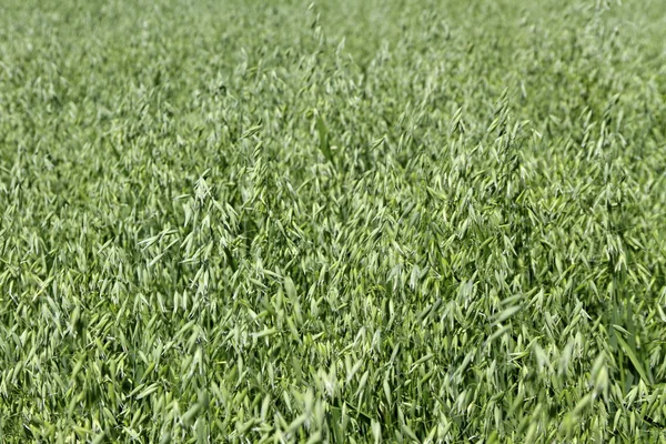 Veld van haver. — Stockfoto