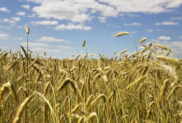 Trigo de oro en el campo . — Foto de Stock