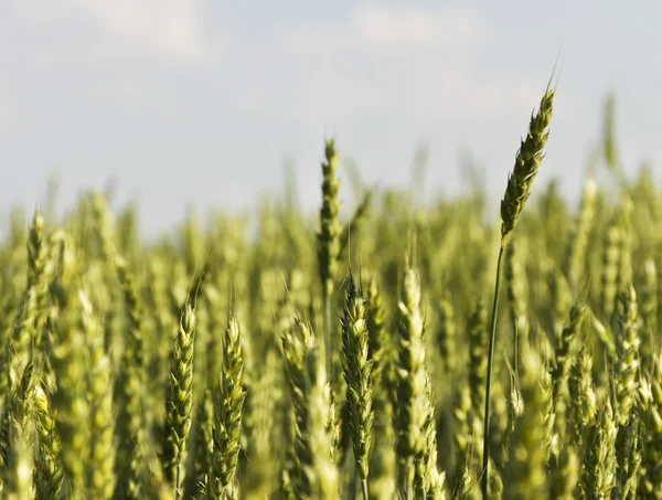 Op het veld. — Stockfoto