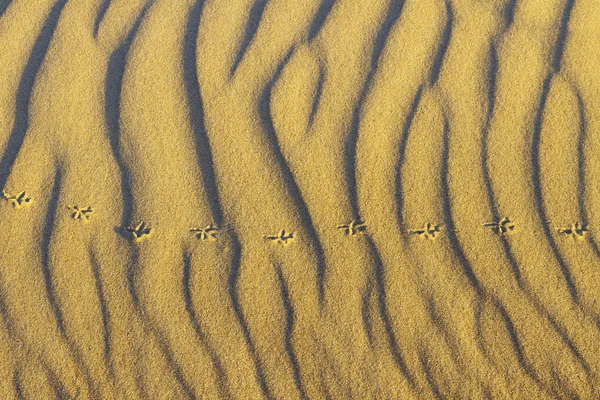 Sabbia al mare . — Foto Stock