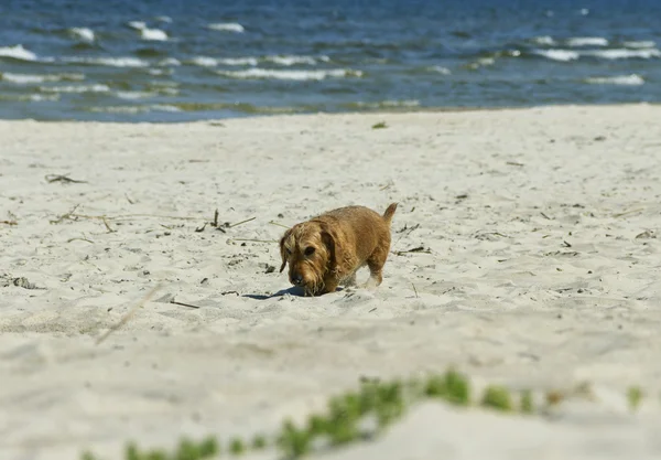 Perro en el mar . — Foto de Stock