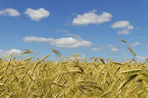 Gold wheat. — Stock Photo, Image
