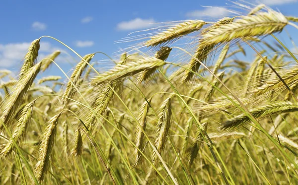 Золота пшениця . — стокове фото