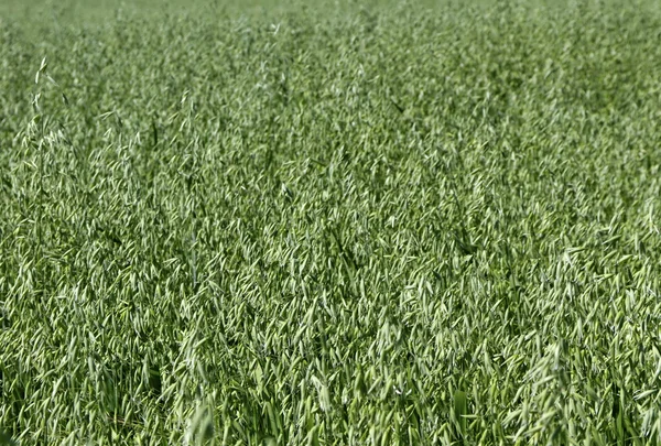 Field of oat. — Stock Photo, Image