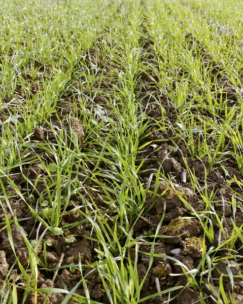 小麦の成長. — ストック写真