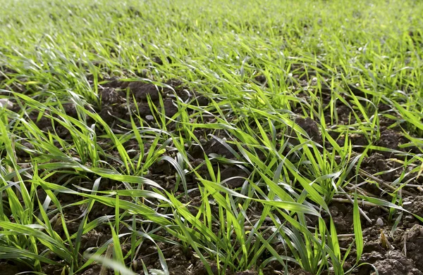 Growing wheat. — Stock Photo, Image