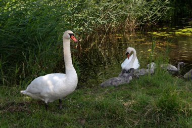 Kuğu ailesi göletin kenarında..