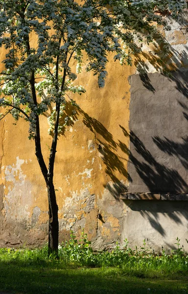 Düz olmayan bir duvara karşı çiçek açan ağaca bak..