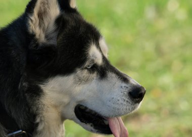 Doğadaki köpek kabuğunun görünüşü.