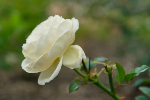 Çiçek Açmış Doğal Beyaz Gülün Başı — Stok fotoğraf