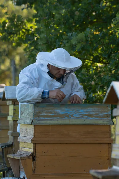 Apicoltore Lavora Nella Fattoria Delle Api — Foto Stock