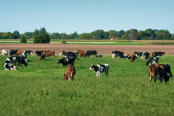 Herd Cows Grazes Meadow — Stock Photo, Image