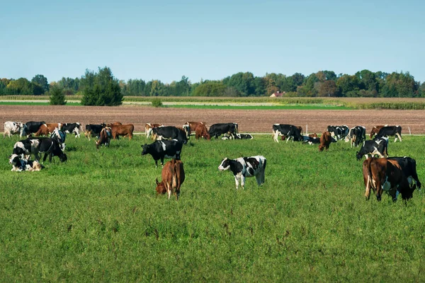 Flock Kor Betar Äng — Stockfoto