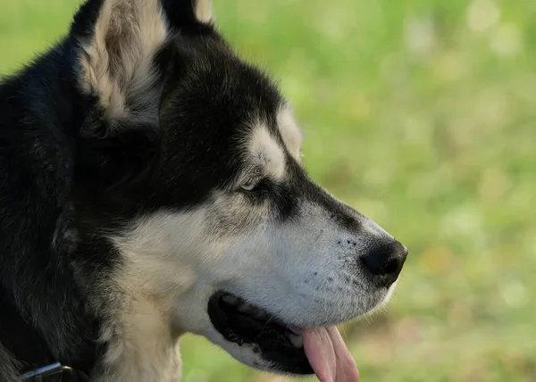 Pohled Psa Husky Přírodě — Stock fotografie