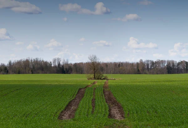 Jeune Champ Blé Dans Prairie — Photo