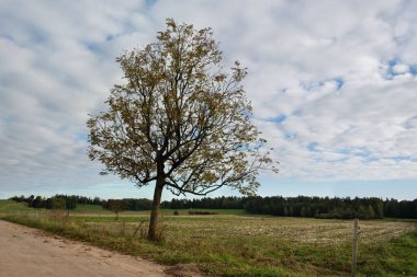 Yolun kenarında yalnız bir kül ağacı..