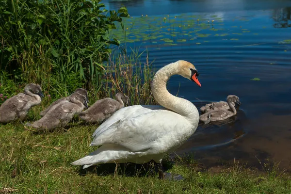 Family Swans Shore Lake — Stock Photo, Image