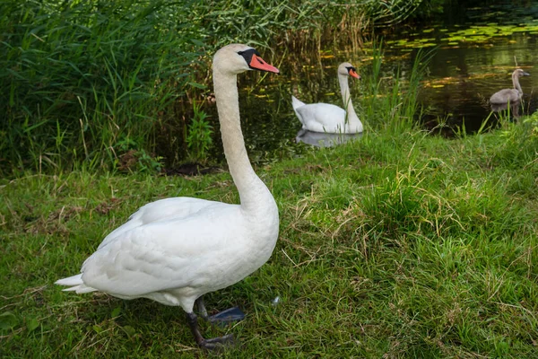 Familia Cisnes Orilla Del Lago —  Fotos de Stock