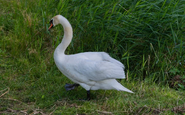 Cisne Blanco Orilla Del Lago — Foto de Stock