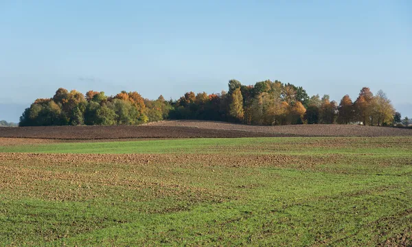 Солнечное Сельскохозяйственное Поле Осенью — стоковое фото
