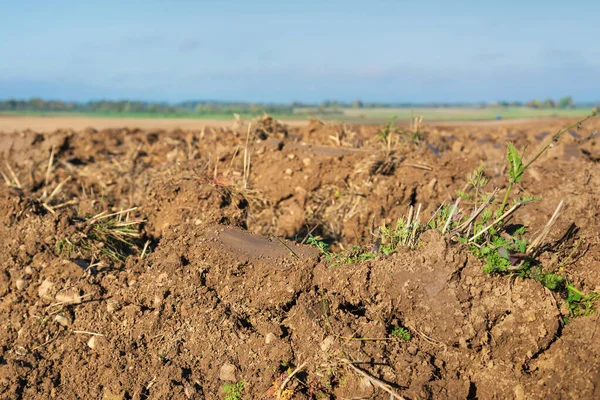 Bir sonbahar zamanında ekili tarlayı görüntüle.