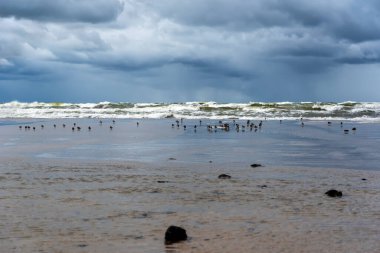 Baltık Denizi kıyısında kuş sürüsü.