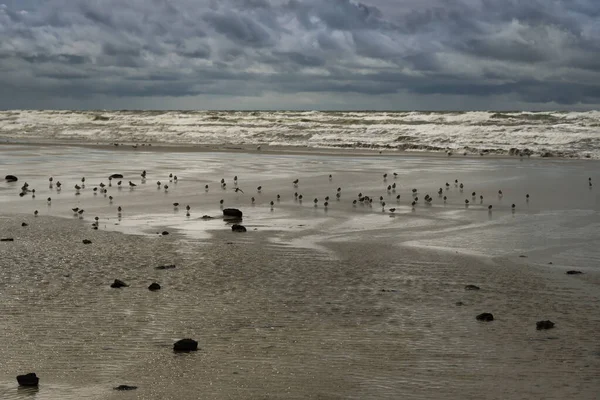 Vogelschwärme Der Ostseeküste — Stockfoto