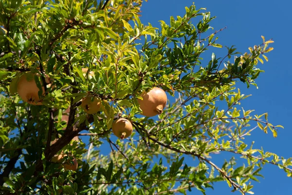 Árbol Natural Granada Con Frutas — Foto de Stock