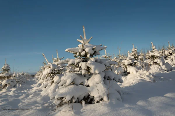 Árboles Navidad Bajo Nieve Campo —  Fotos de Stock