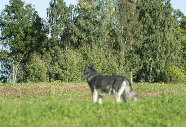 森の隣にいる犬や狼のような動物の眺め — ストック写真