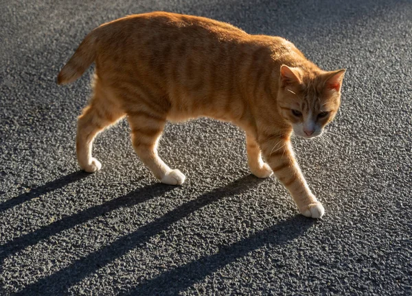 アスファルト道路上の生姜猫 — ストック写真