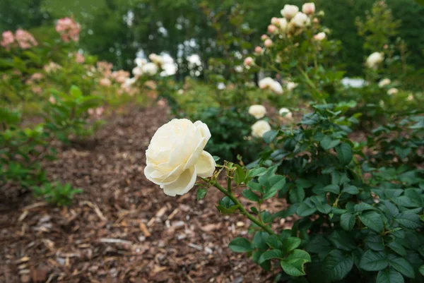 Cabeça Rosas Brancas Naturais Flor Imagens Royalty-Free