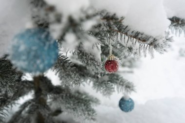 Aralık 'ta büyüyen bir ladin üzerinde Noel baloları.