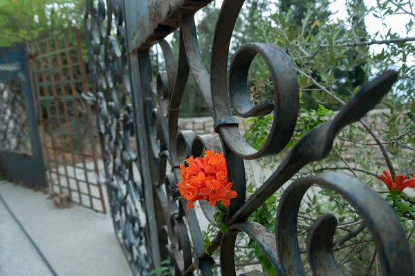 Red Flower Metal Fence — Stockfoto