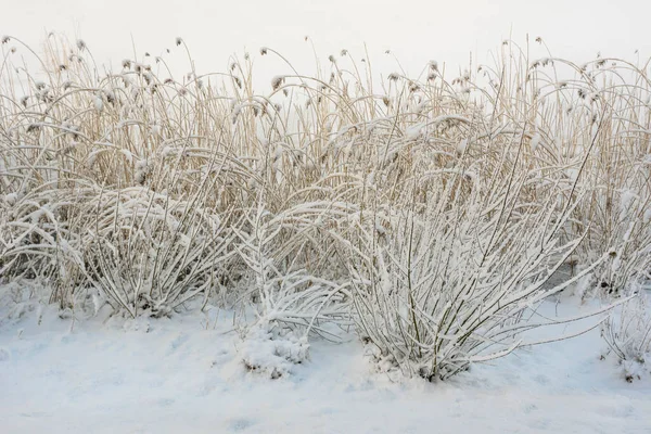 Vista Los Arbustos Bajo Nieve Invierno —  Fotos de Stock