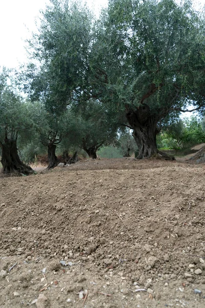 Dry Land Olive Grove — Stockfoto