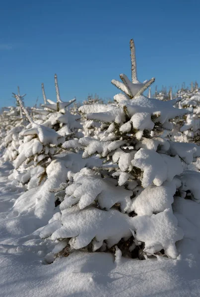 Alberi Natale Sotto Neve Sul Campo — Foto Stock