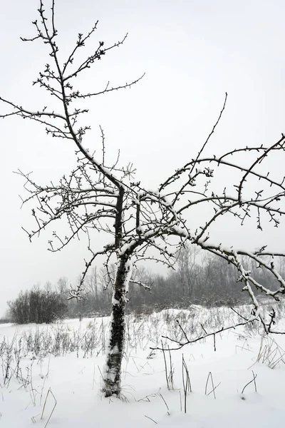 Jedno Jabłoń Ogrodzie Owocowym Sezonie Zimowym — Zdjęcie stockowe