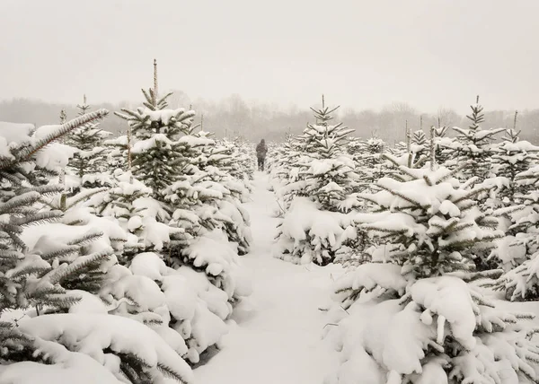 Vista Plantación Abeto Temporada Invierno —  Fotos de Stock