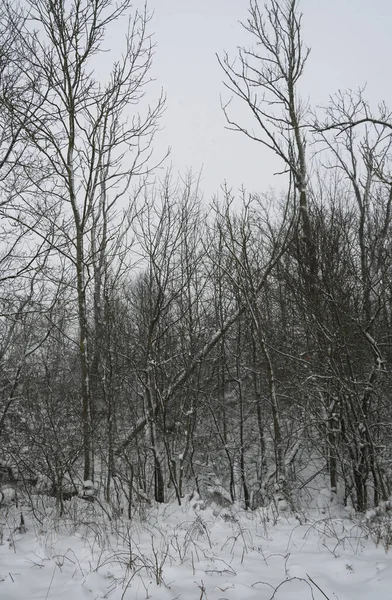 Vista Del Bosque Temporada Invierno — Foto de Stock