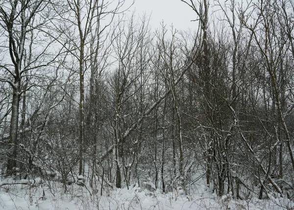 Vista Floresta Estação Inverno — Fotografia de Stock