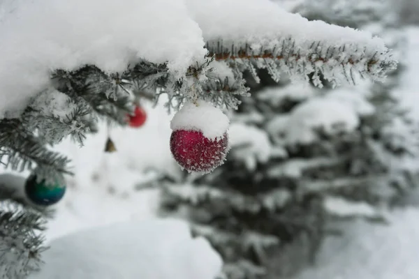 Christmas Balls Growing Spruce December — Stock Photo, Image