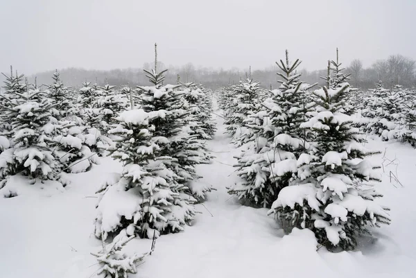 View Spruce Plantation Winter Season — Fotografia de Stock