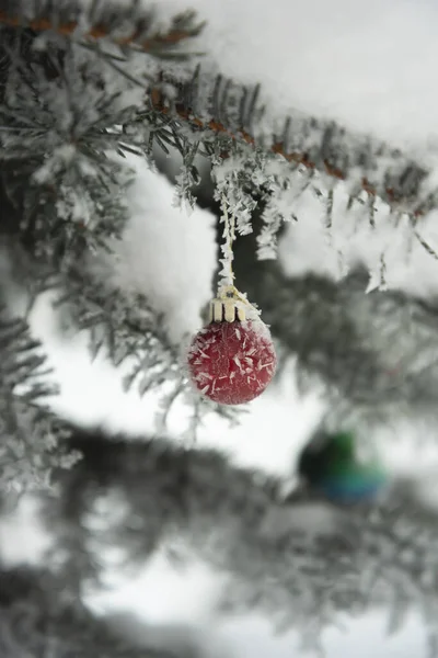 Karácsonyi Labdák Egy Növekvő Lucfenyőn Decemberben — Stock Fotó