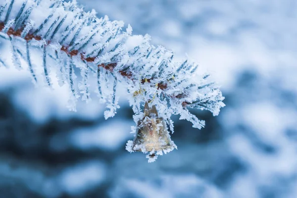 Bola Natal Pohon Cemara Tumbuh Bulan Desember — Stok Foto