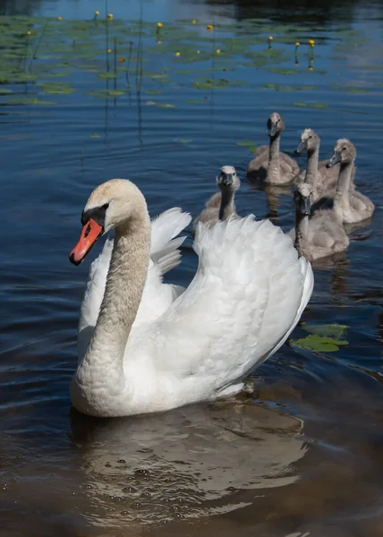 Family Swans Shore Lake — Stock Photo, Image