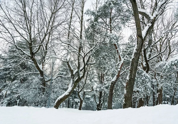 Una Vista Natural Del Callejón Nevado Una Tormenta Nieve — Foto de Stock