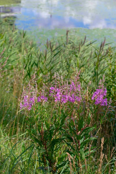 Wildflowers Grass Growing Coast River — Stock Photo, Image