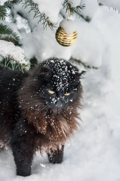 Black Cat Christmas Tree — Stock Photo, Image